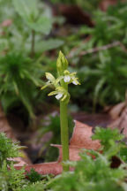 Early Coralroot