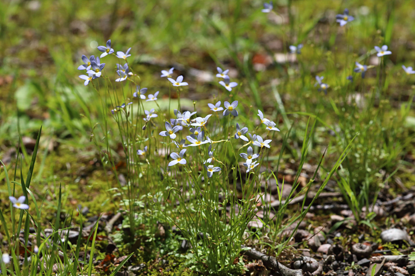 Azure Bluets
