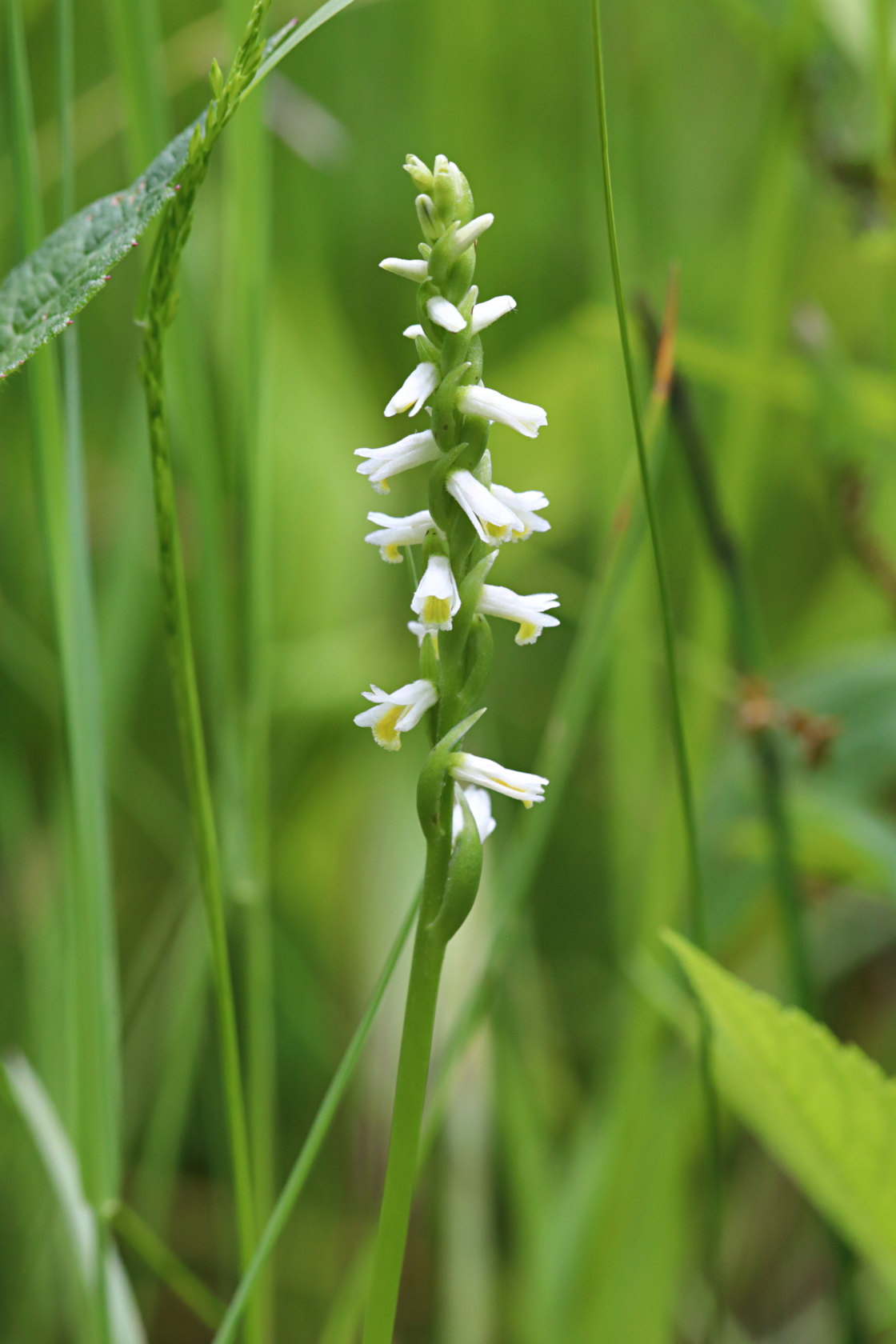 Shining Ladies' Tresses