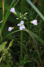Cardamine pratensis