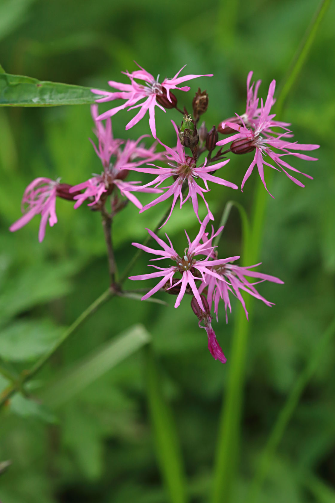 Ragged Robin