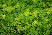 Sedum acre