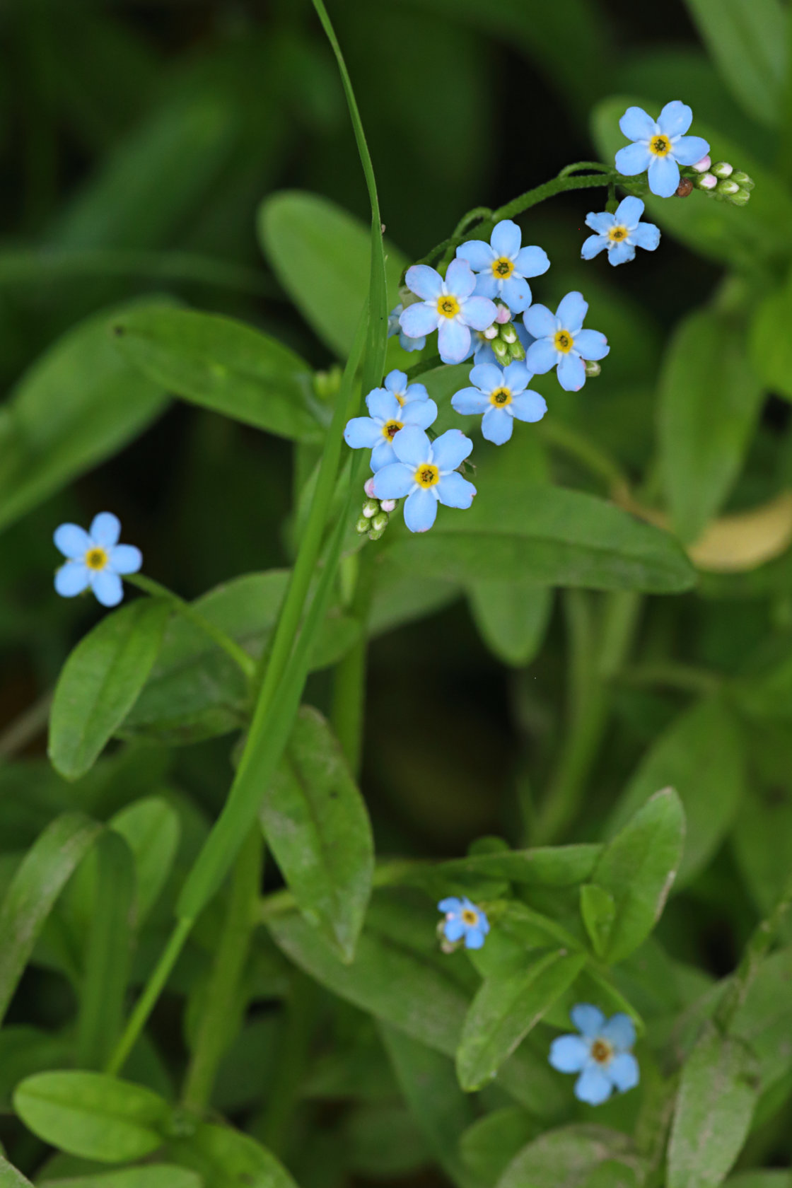 True Forget-Me-Not