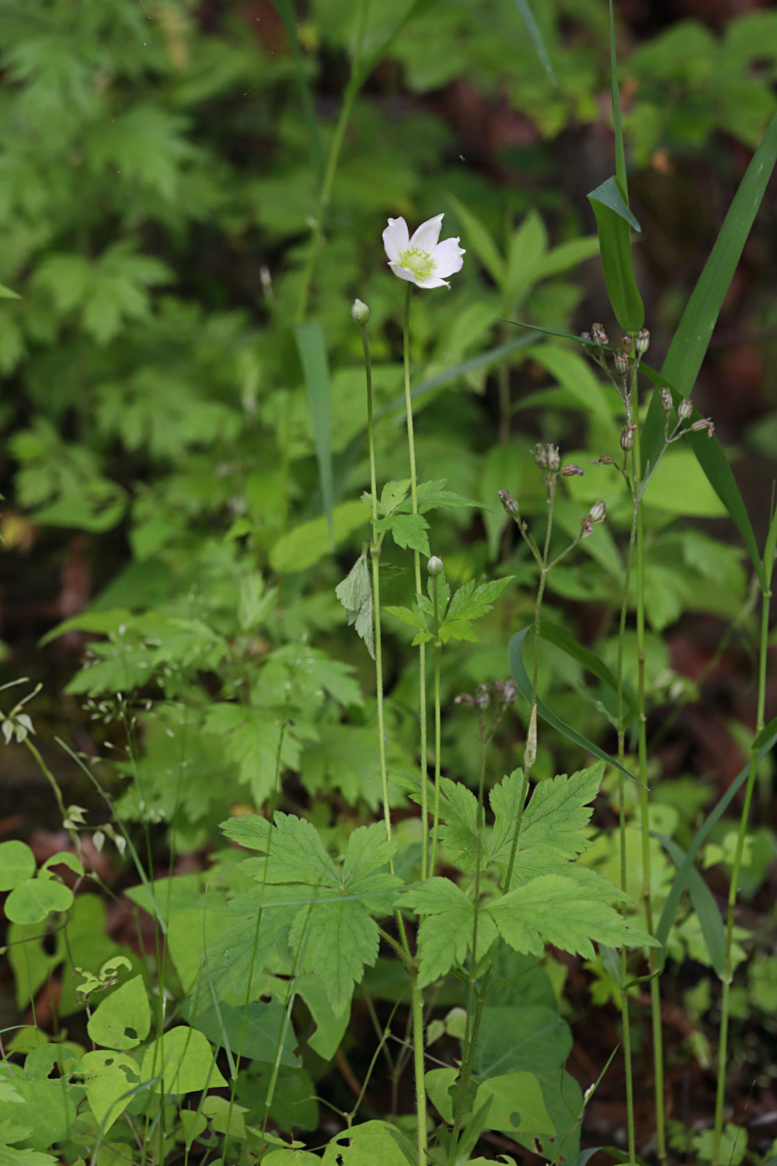 Riverbank Anemone