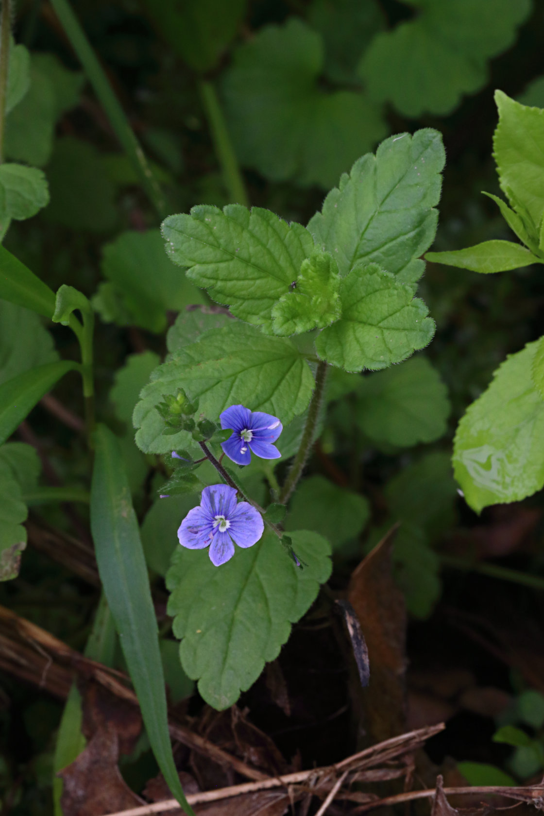 Germander Speedwell