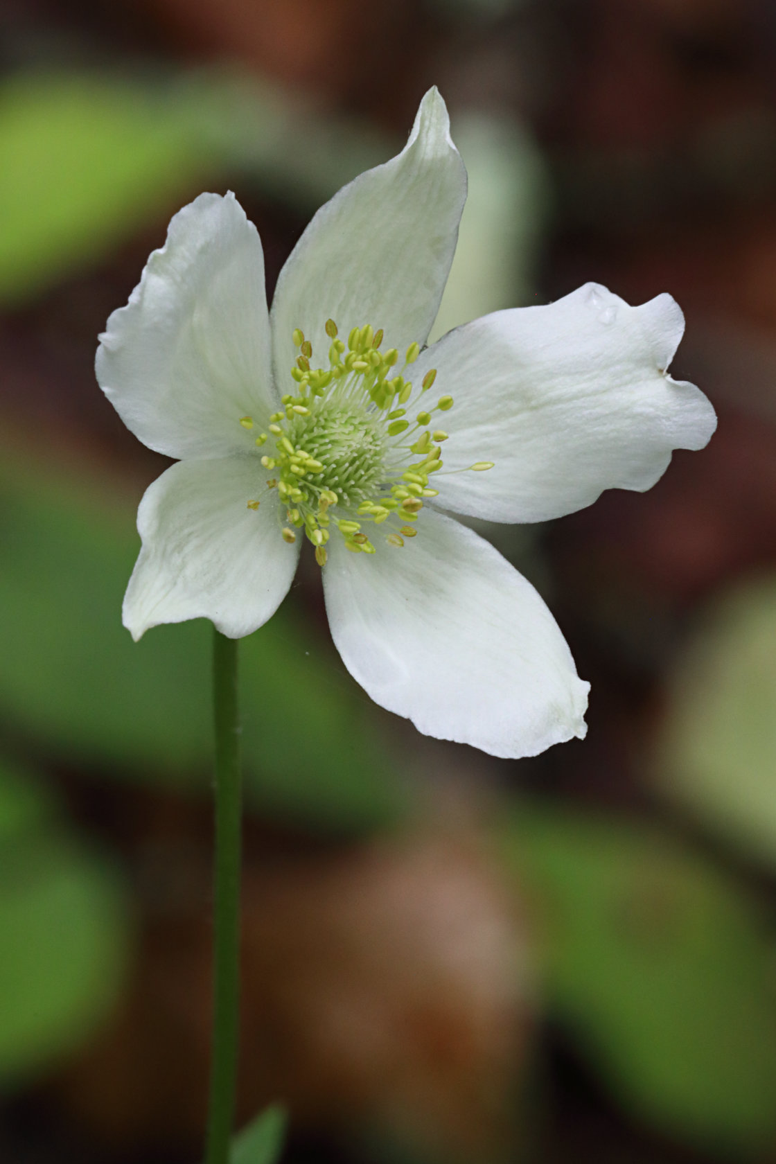 Riverbank Anemone