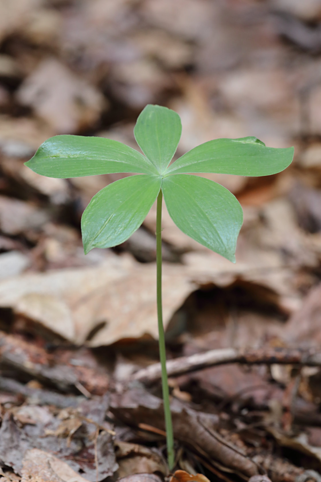 Small Whorled Pogonia