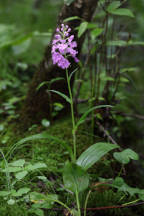 Large Purple Fringed Orchid