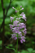 Large Purple Fringed Orchid