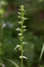 Northern Tubercled Orchid