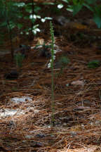 Checkered Rattlesnake Plantain