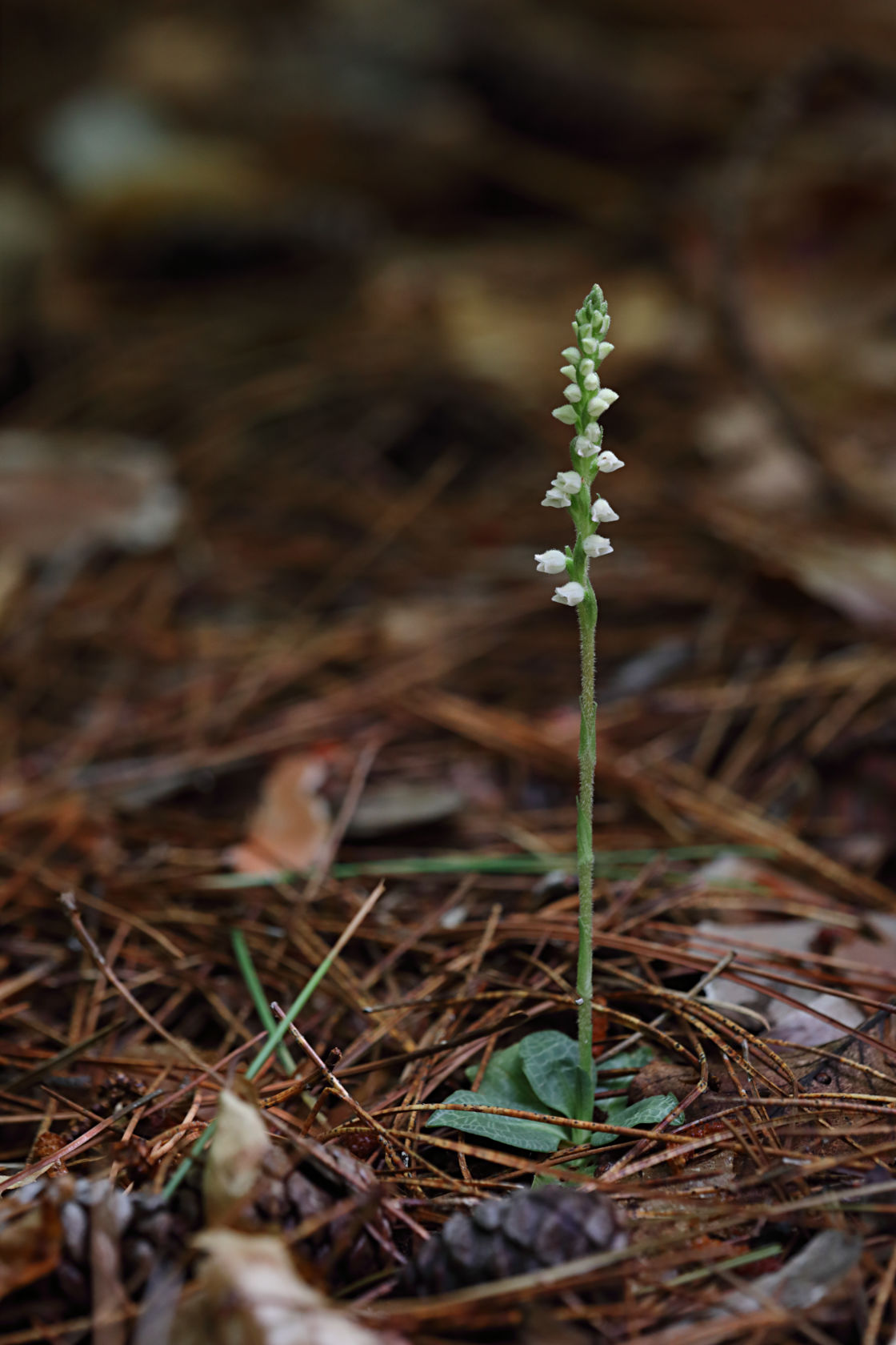 Checkered Rattlesnake Plantain