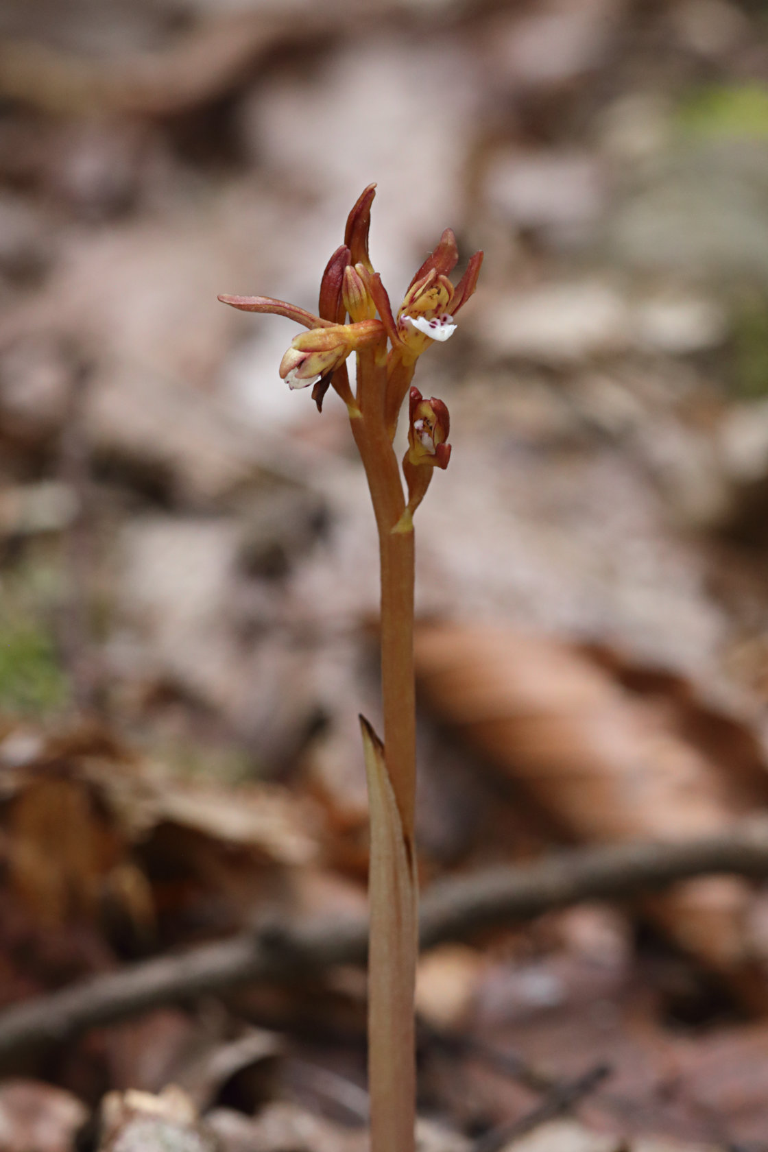 Spotted Coralroot