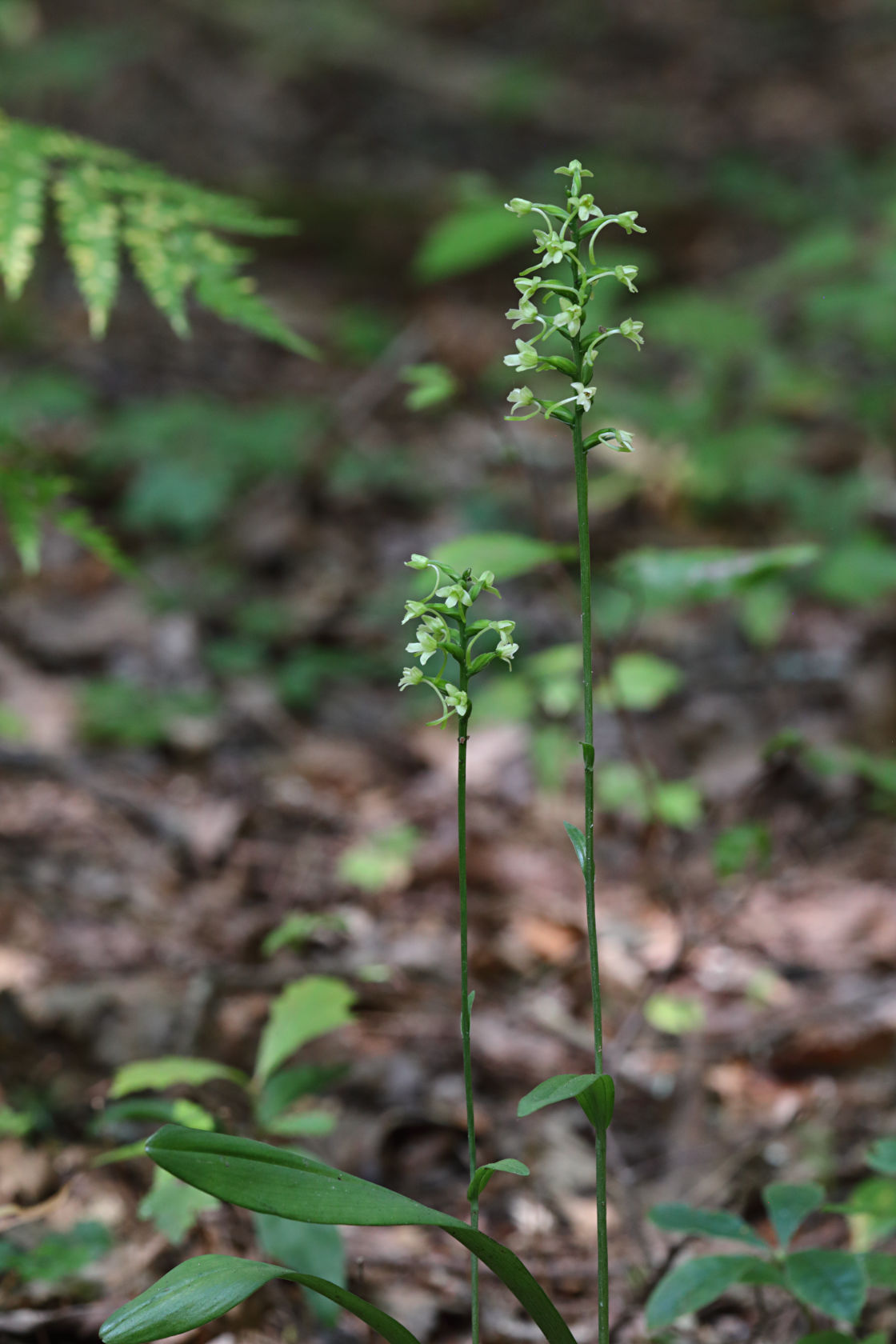 Little Club-Spur Orchid