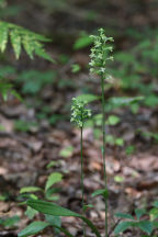 Gymnadeniopsis clavellata var. clavellata