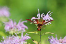 Hummingbird Clearwing Moth on Wild Bergamot