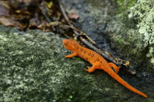 Red-Spotted Newt
