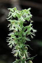 Green Fringed Orchid
