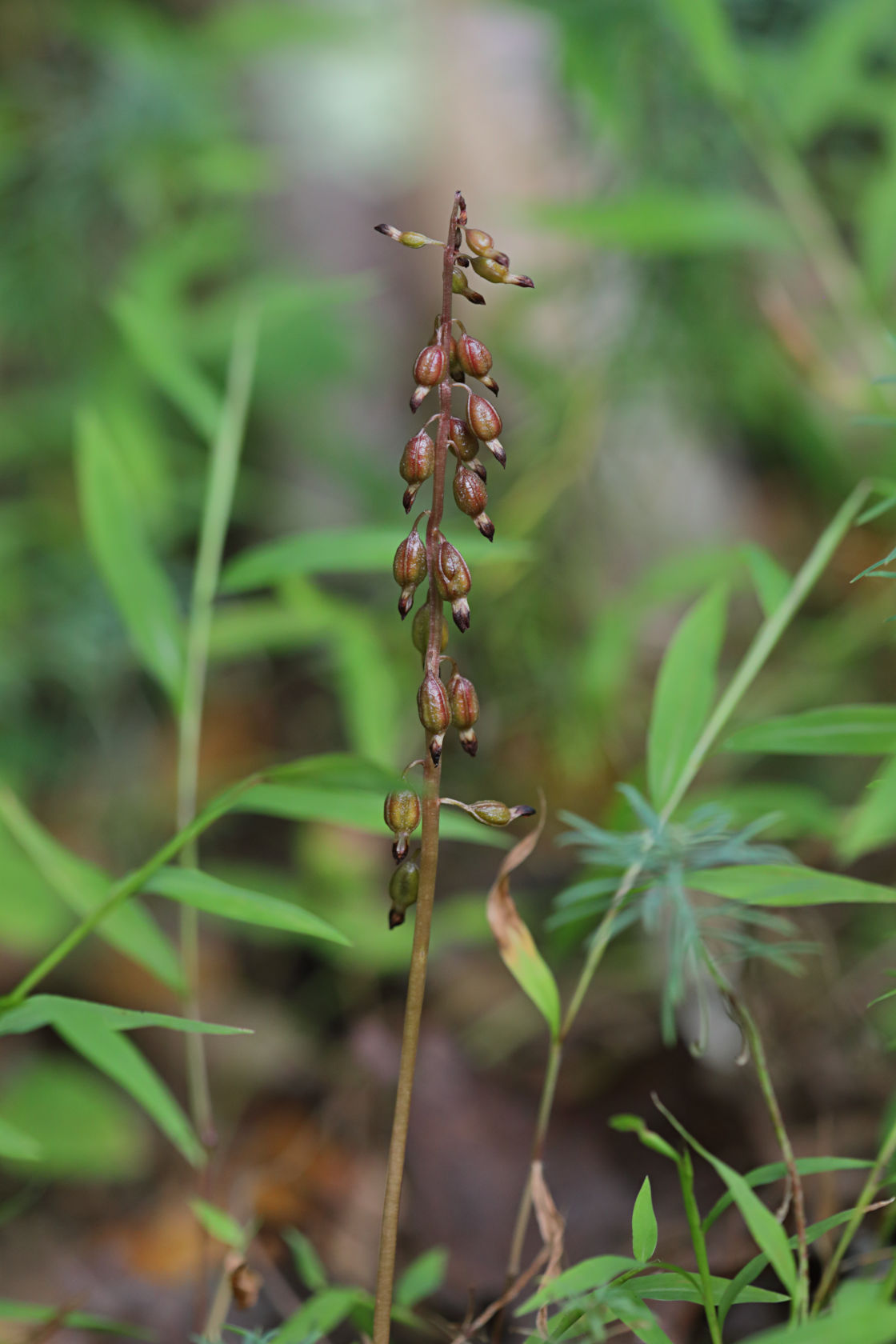 Autumn Coralroot