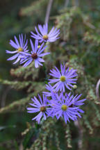 Clasping Aster