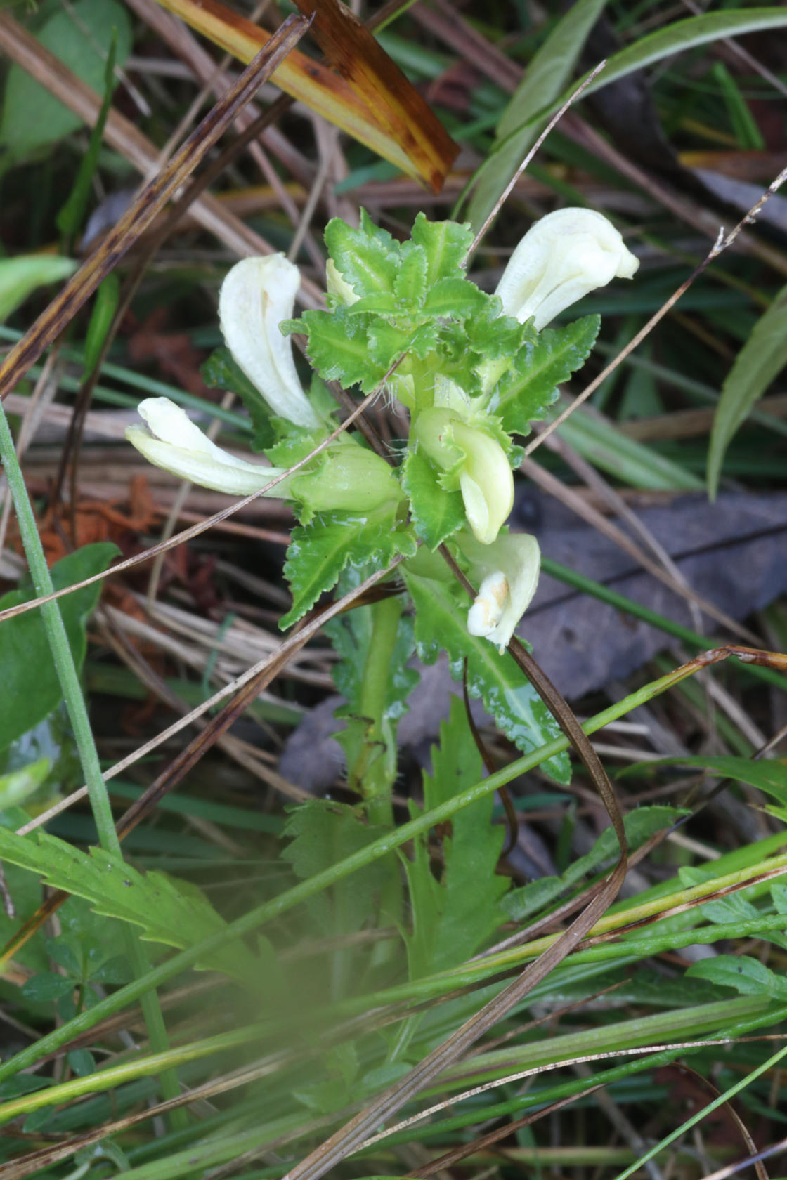 Swamp Lousewort