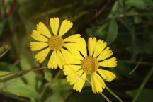 Helenium autumnale