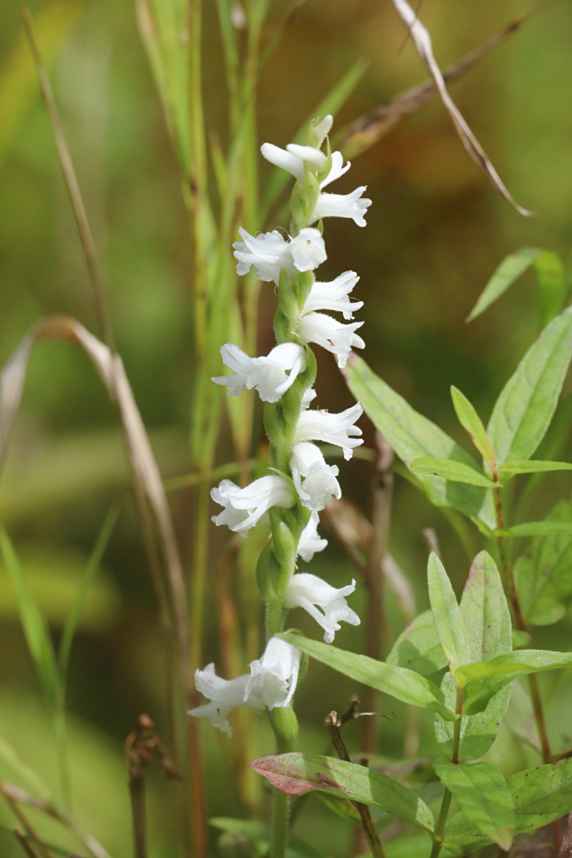 Appalachian Ladies' Tresses