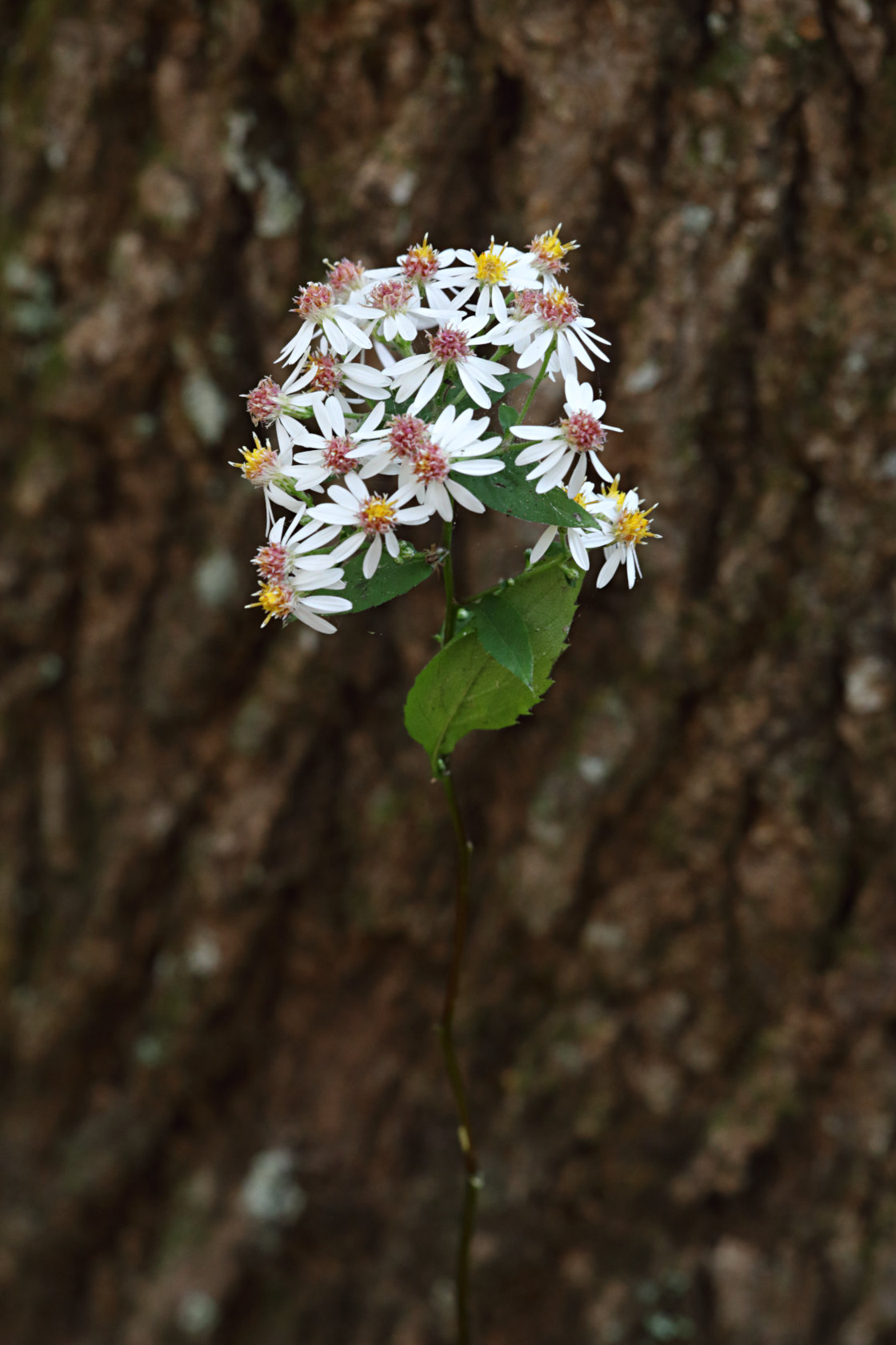 Common White Heart-Leaved Aster