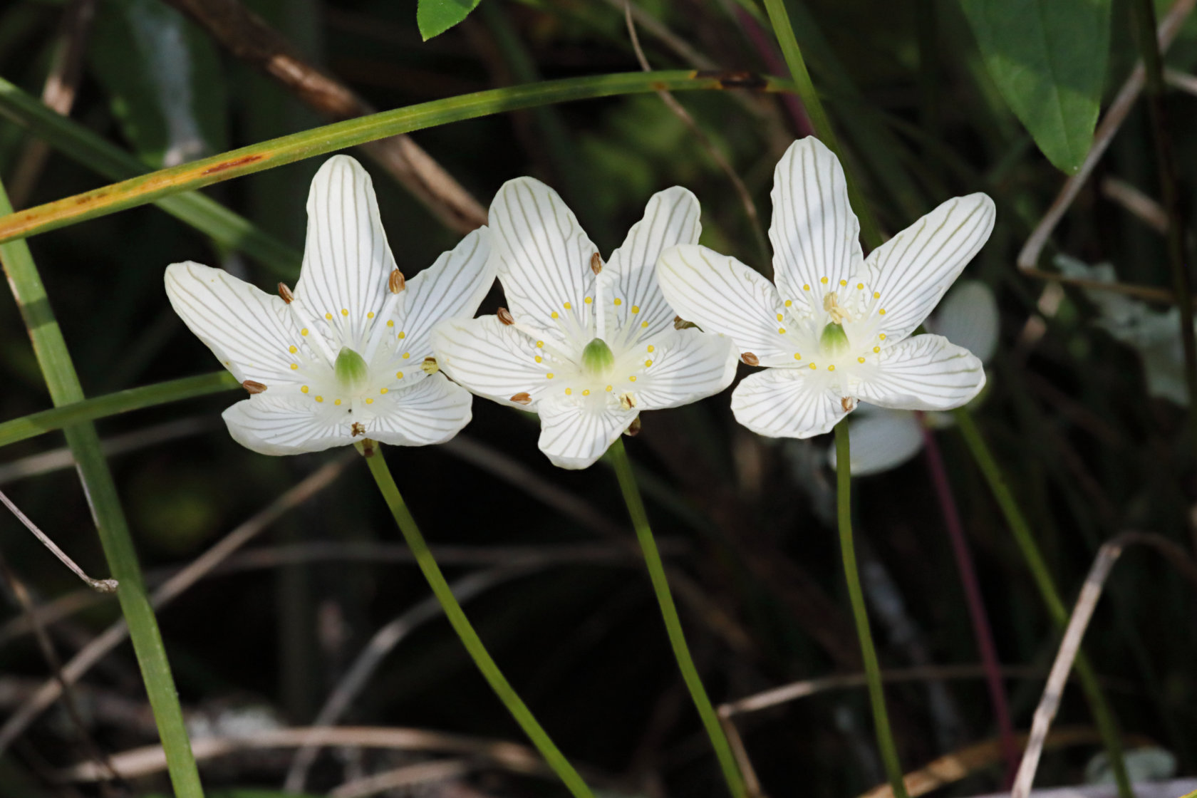 American Grass-of-Parnassus
