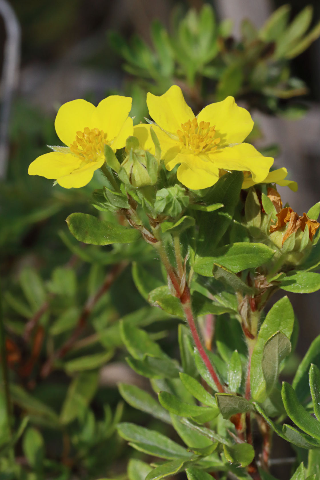 Shrubby Cinquefoil