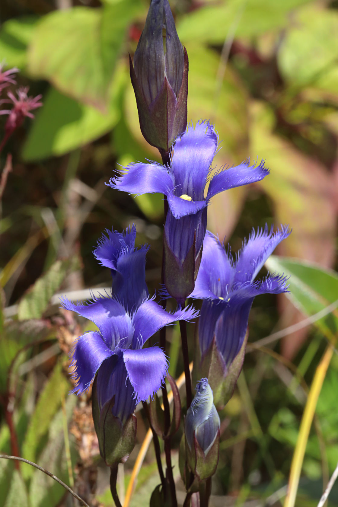 Greater Fringed Gentian