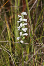 Spiranthes cernua