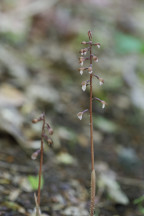 Wister's Coralroot