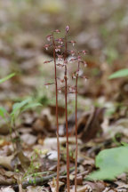 Wister's Coralroot