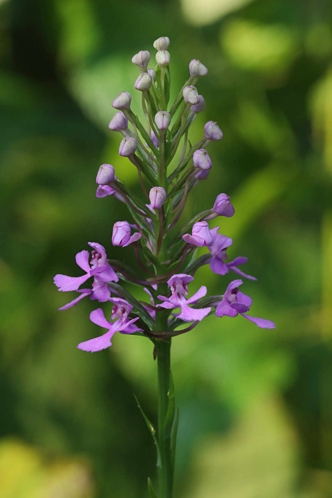 Purple Fringeless Orchid