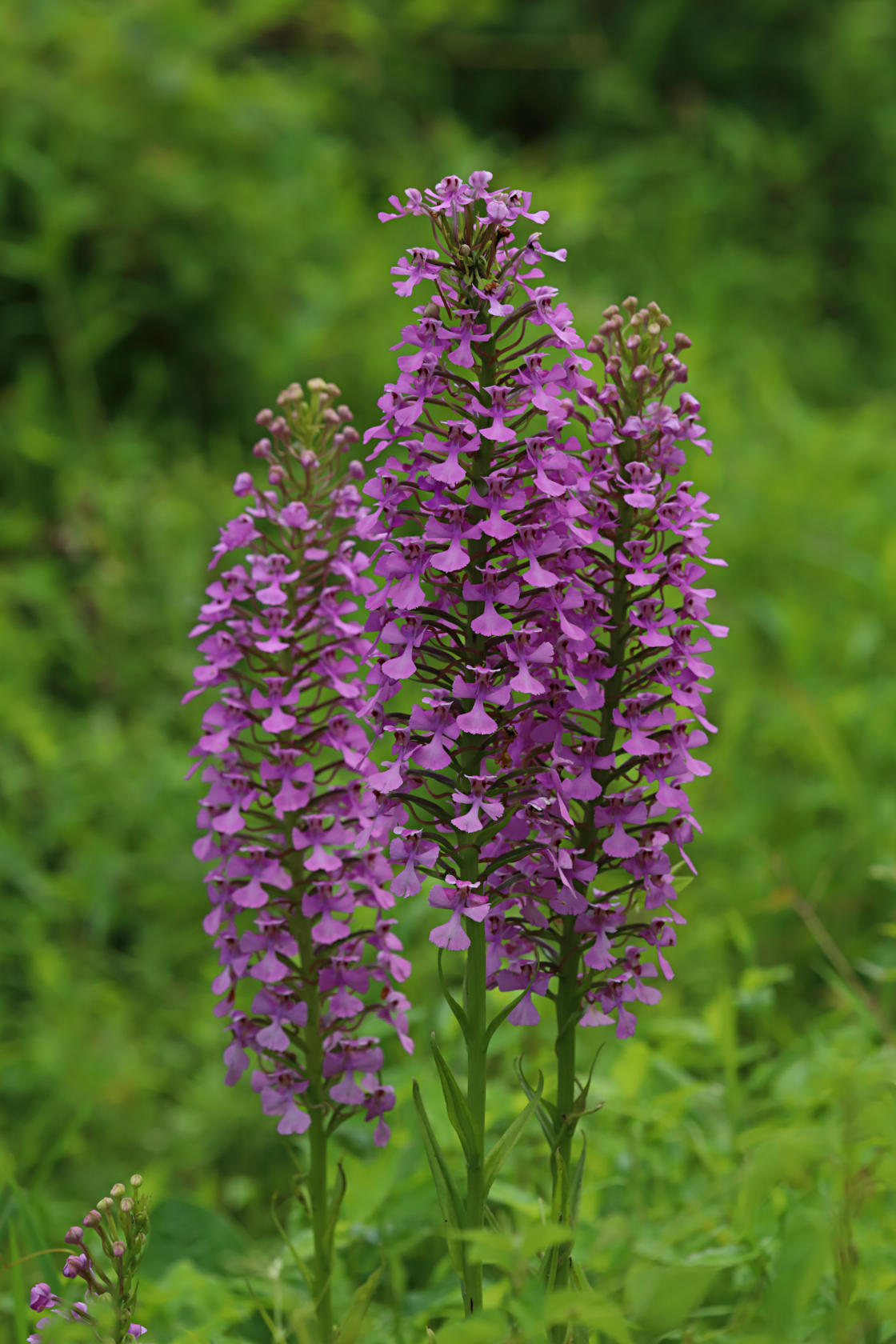 Purple Fringeless Orchid