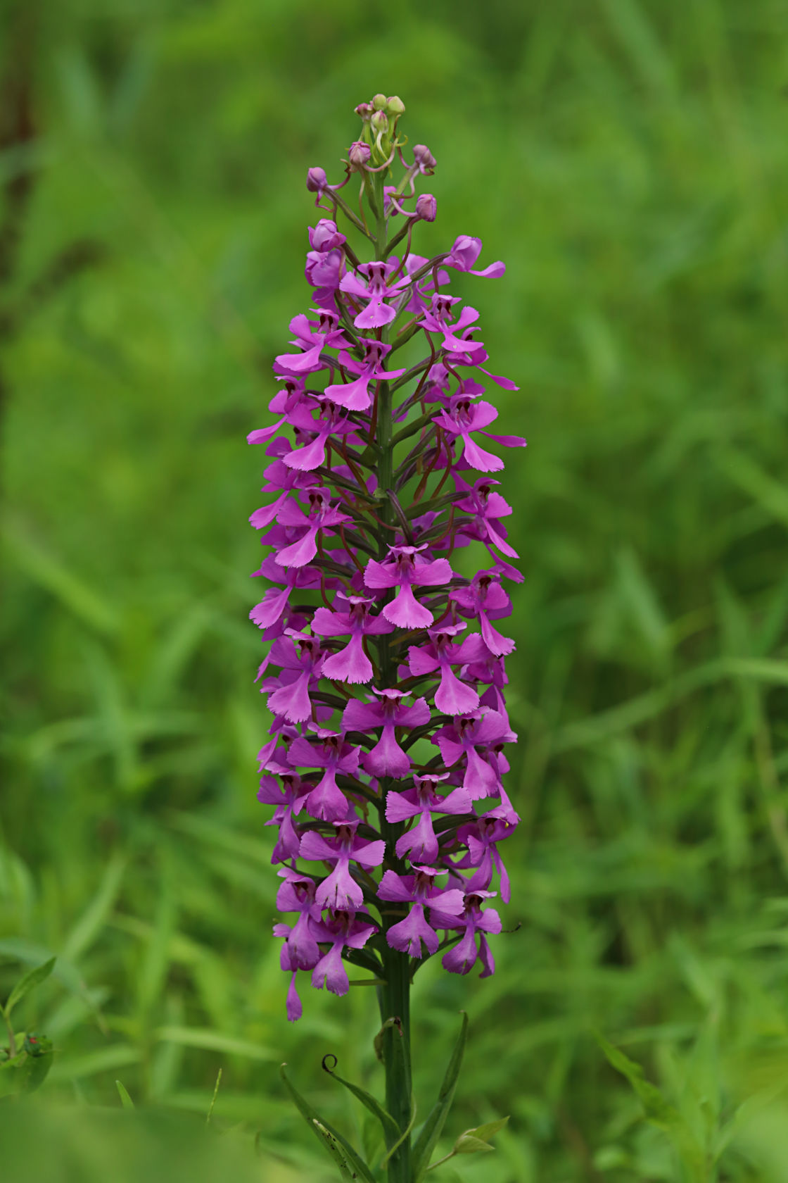 Purple Fringeless Orchid