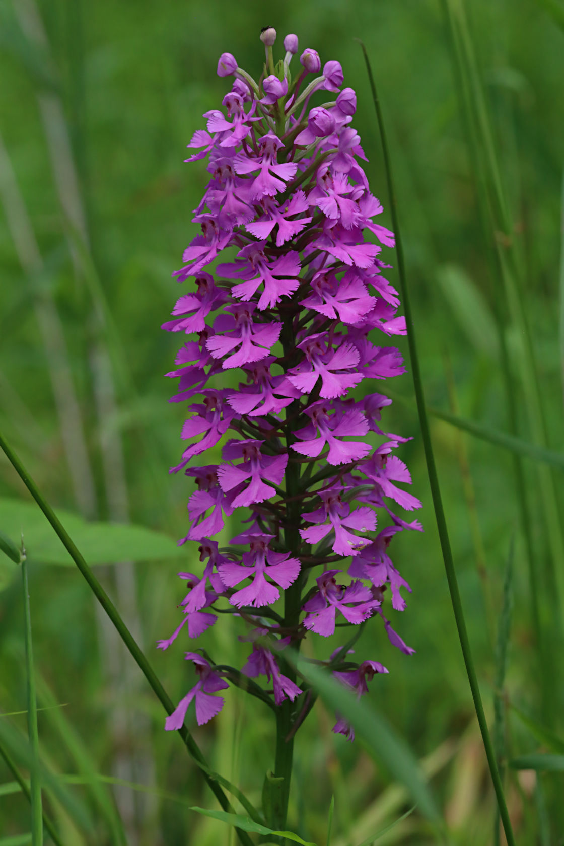 Purple Fringeless Orchid