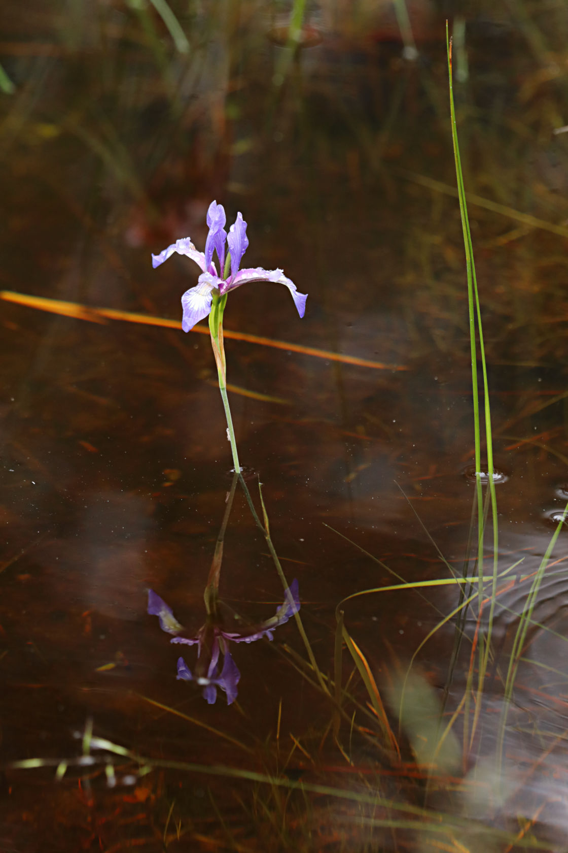 Slender Blue Iris