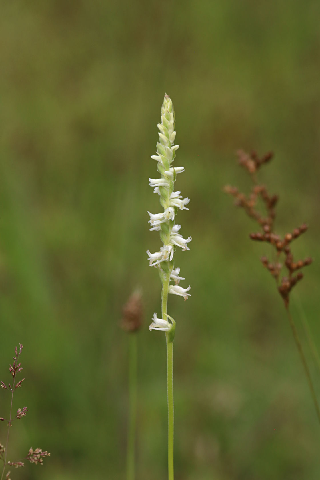 Grass-Leaved Ladies' Tresses