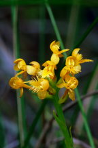Orange Crested Orchis