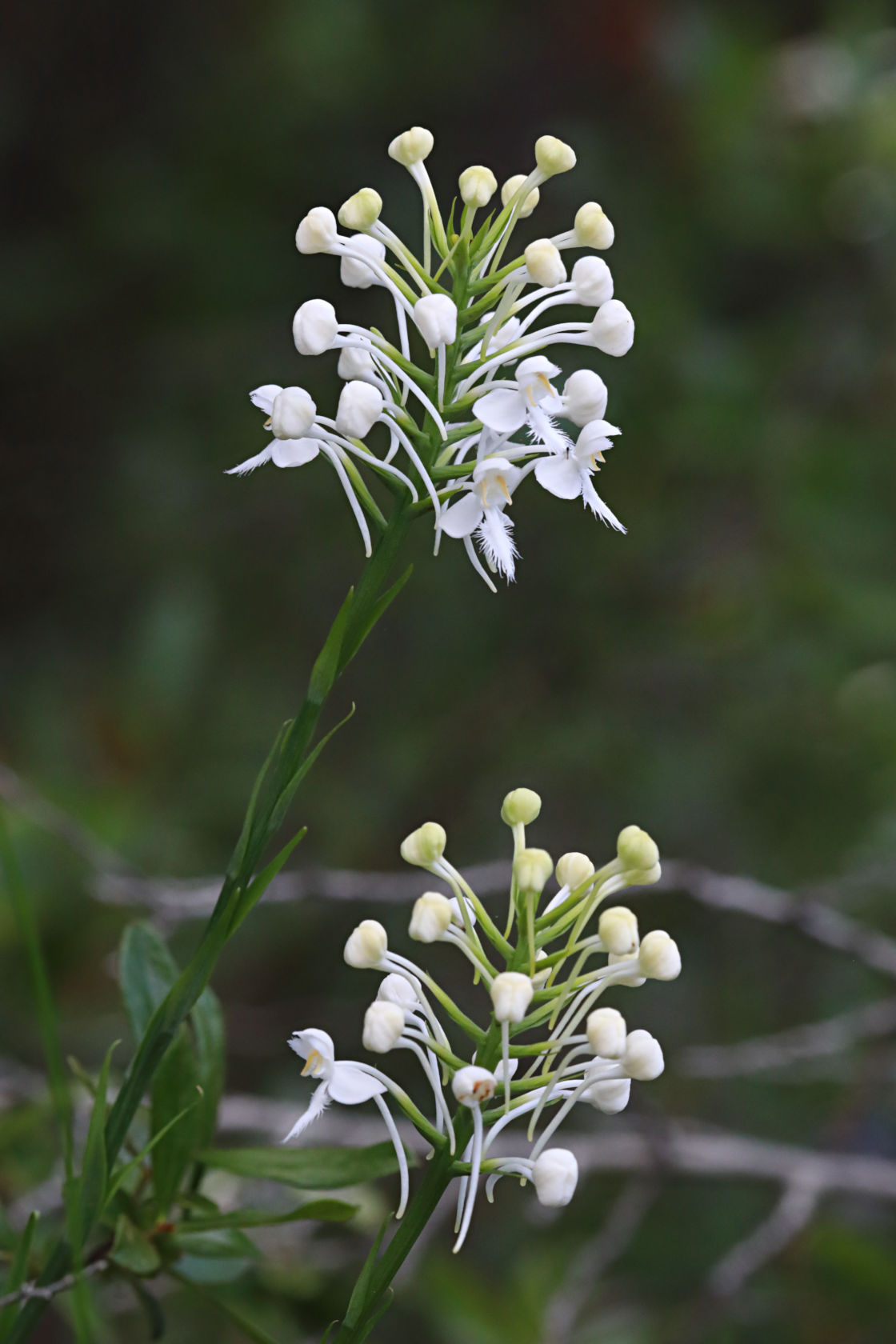 Northern White Fringed Orchid