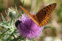 Great Spangled Fritillary on Field Thistle