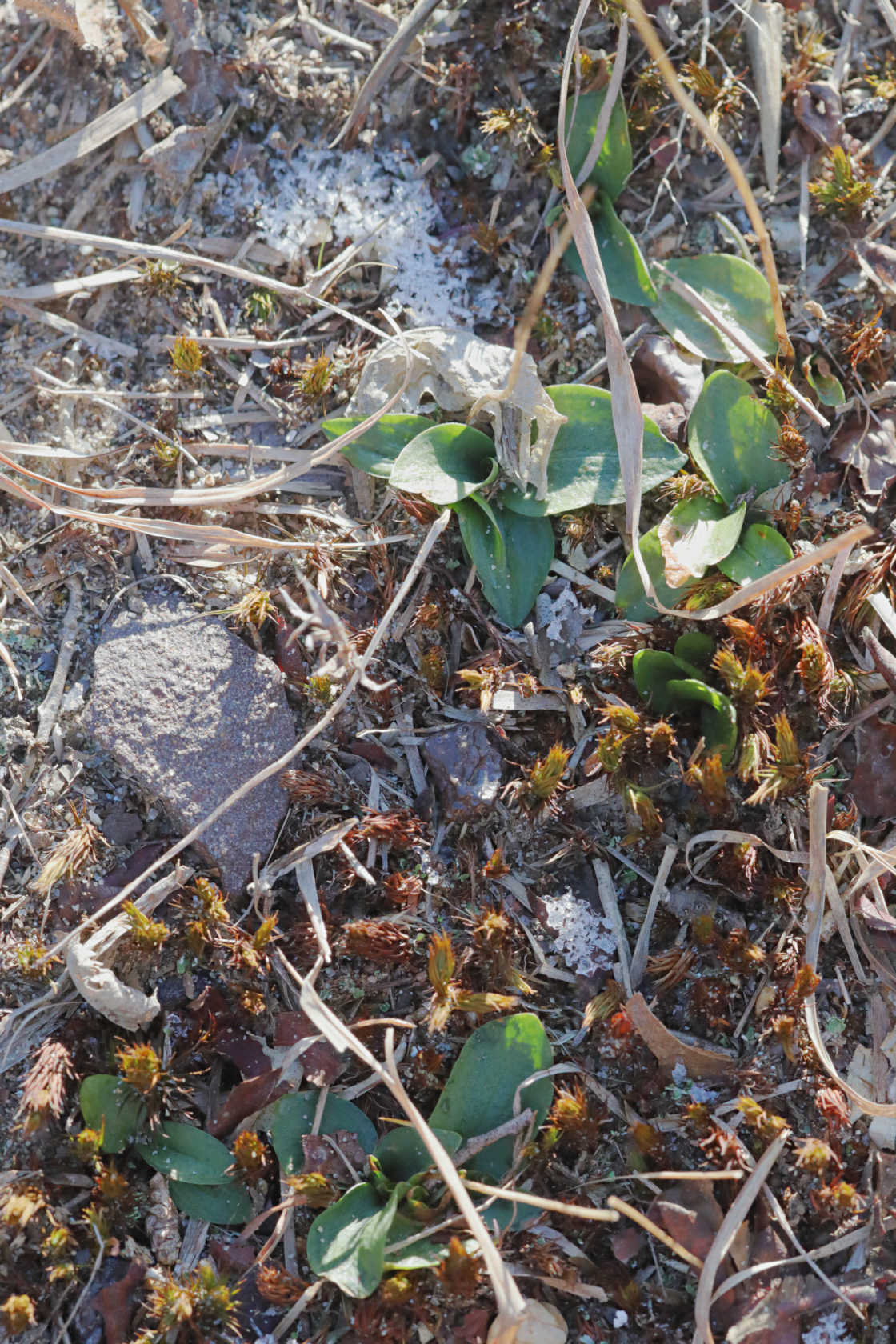 Little Ladies' Tresses